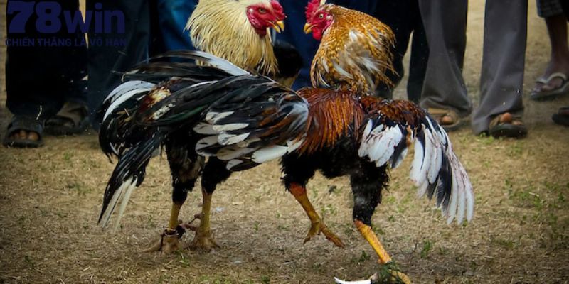 Những lưu ý quan trọng về kỹ thuật nuôi gà đá cựa 78Win